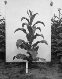 tabaksplant